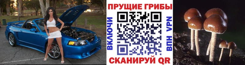 купить закладку  Курильск  Псилоцибиновые грибы Psilocybe 